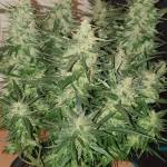 First ever grow help welcomed
