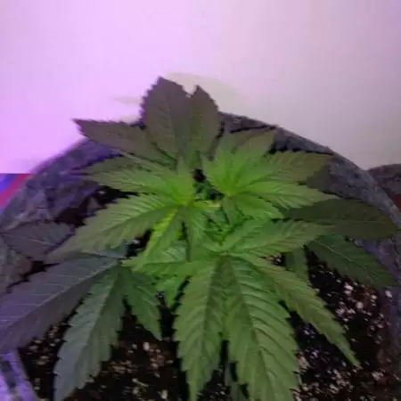 Black Gold Auto x2