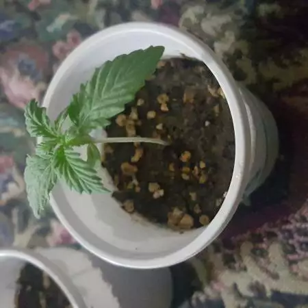 The Afghan kush