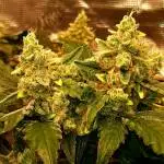 Gorilla Cookies Fastbuds