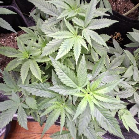 GMO x Sherb Crasher