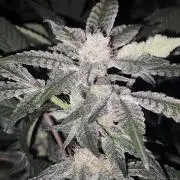 Tiger Paws/Velvet Cream