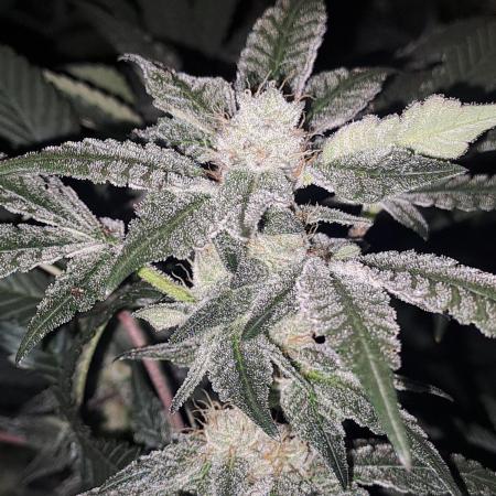 Tiger Paws/Velvet Cream