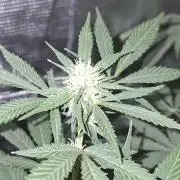 Pure MICHIGAN  BX