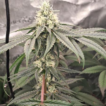 Tiger Paws/Velvet Cream