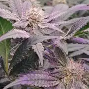 Tiger Paws/Velvet Cream