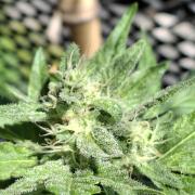 Mendo Frost Fast Bud Outdoor
