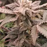 Tiger Paws/Velvet Cream