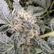 Soda Cream Terpyz