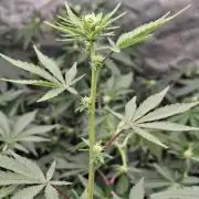 Pure MICHIGAN  BX