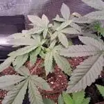 Tiger Paws/Velvet Cream