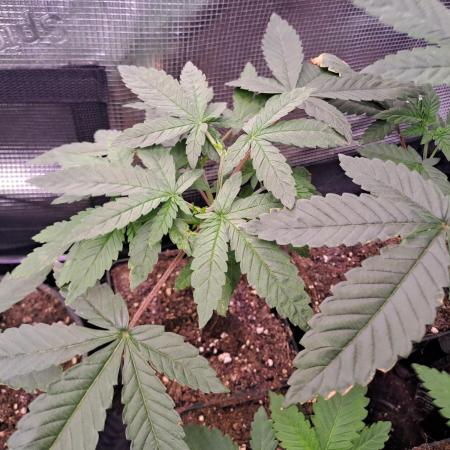 Tiger Paws/Velvet Cream