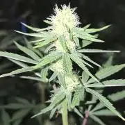 Pure MICHIGAN  BX