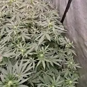 Pure MICHIGAN  BX