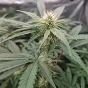 Pure MICHIGAN  BX