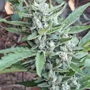Mendo Frost Fast Bud Outdoor