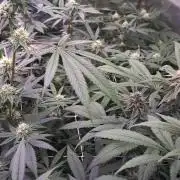 Tiger Paws/Velvet Cream