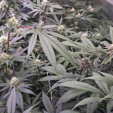 Tiger Paws/Velvet Cream