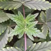 GMO x Sherb Crasher