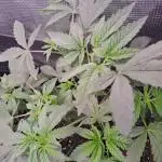 Tiger Paws/Velvet Cream