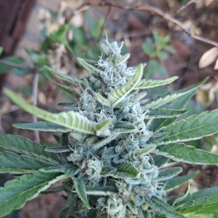 Mendo Frost Fast Bud Outdoor