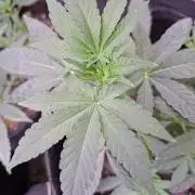 Pure MICHIGAN  BX
