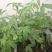 GMO x Sherb Crasher