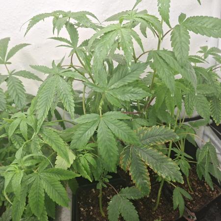 GMO x Sherb Crasher