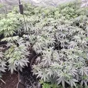 Pure MICHIGAN  BX