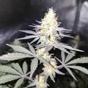 Pure MICHIGAN  BX