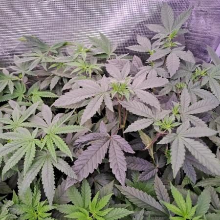 Tiger Paws/Velvet Cream