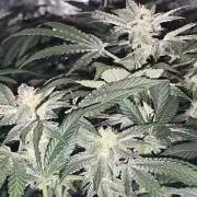 Tiger Paws/Velvet Cream