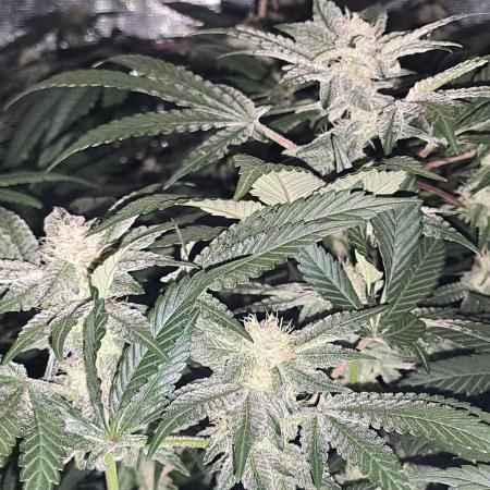 Tiger Paws/Velvet Cream