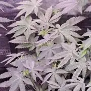 Tiger Paws/Velvet Cream