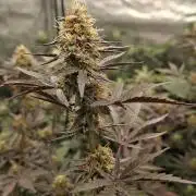 Pure MICHIGAN  BX