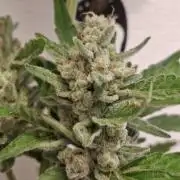 Mendo Frost Fast Bud Outdoor