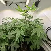 GMO x Sherb Crasher