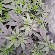 Tiger Paws/Velvet Cream