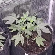 Pure MICHIGAN BX