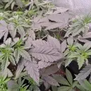 Tiger Paws/Velvet Cream