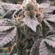 Tiger Paws/Velvet Cream