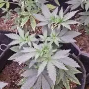 Rainbow Belts 3.0