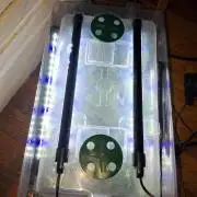 Tiger Paws/Velvet Cream