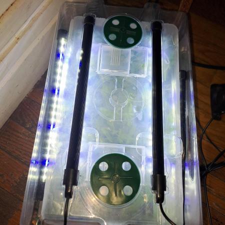 Tiger Paws/Velvet Cream