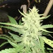 Mendo Frost Fast Bud Outdoor