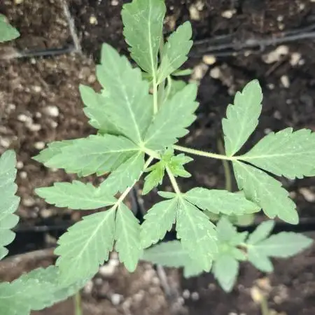 Pure MICHIGAN  BX