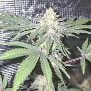 Pure MICHIGAN  BX