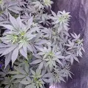 Pure MICHIGAN  BX