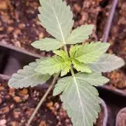 GMO x Sherb Crasher