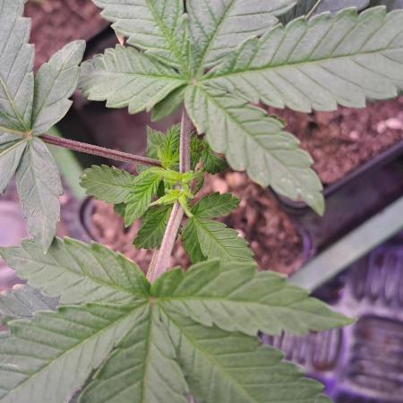 Tiger Paws/Velvet Cream